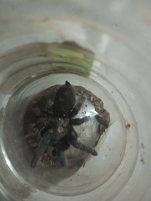 brazilian black tarantula 1