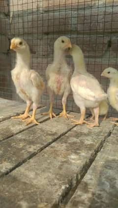 Mashallah white shamo chicks for sale