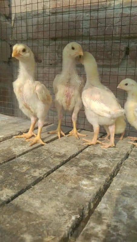 Mashallah white shamo chicks for sale 0