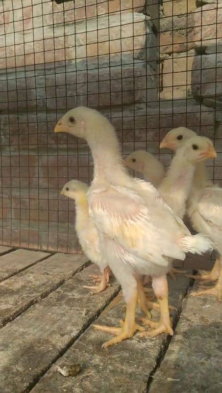 Mashallah white shamo chicks for sale 1