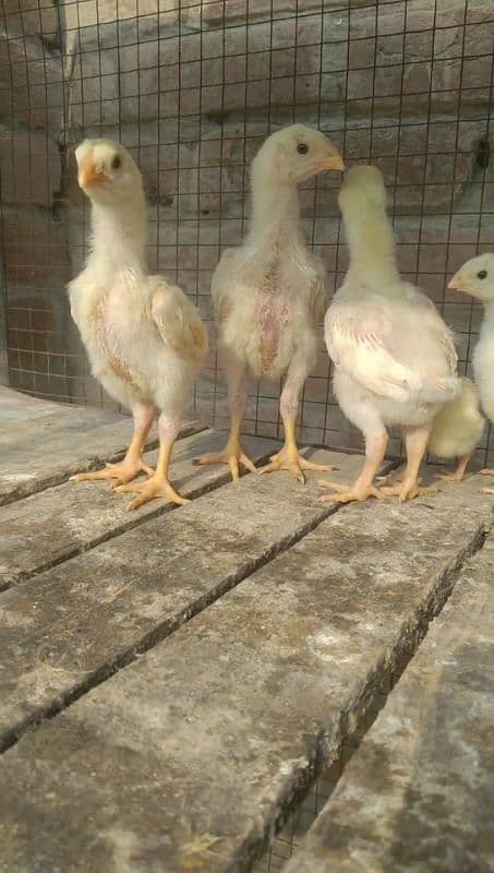 Mashallah white shamo chicks for sale 2