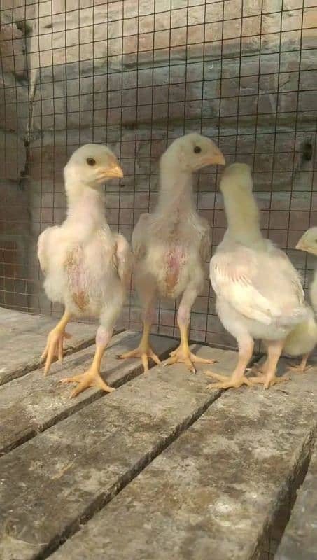 Mashallah white shamo chicks for sale 3