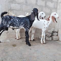 pure Punjab bread's pair