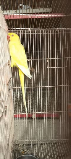 Yellow breeder females for sale