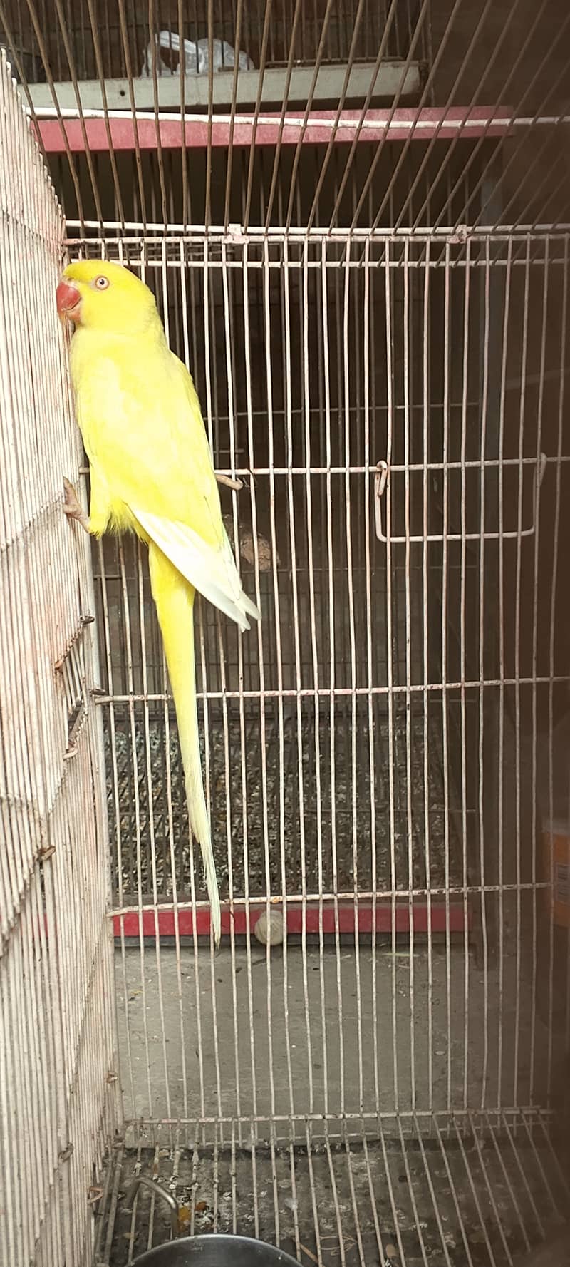 Yellow breeder females for sale 0