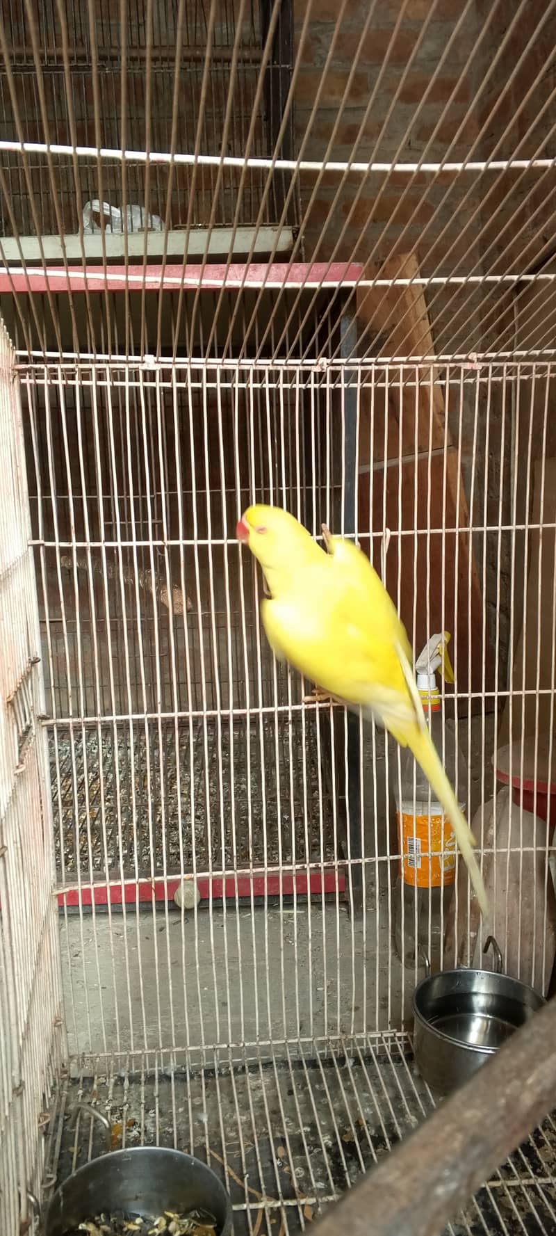 Yellow breeder females for sale 3