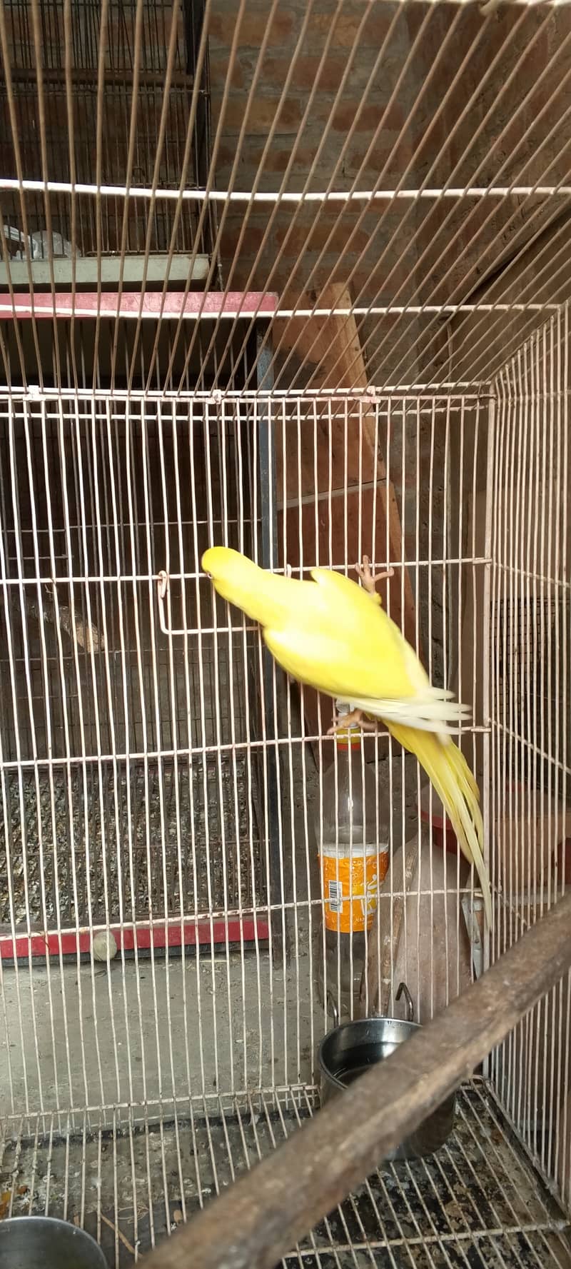 Yellow breeder females for sale 4