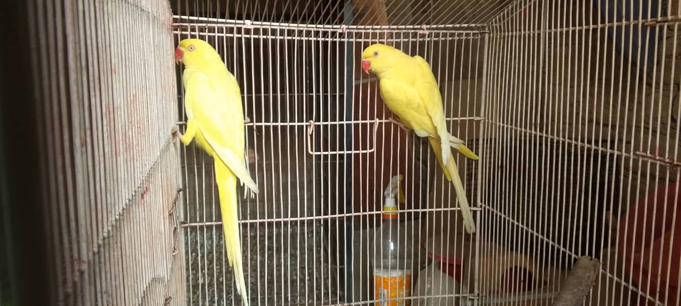 Yellow breeder females for sale 5