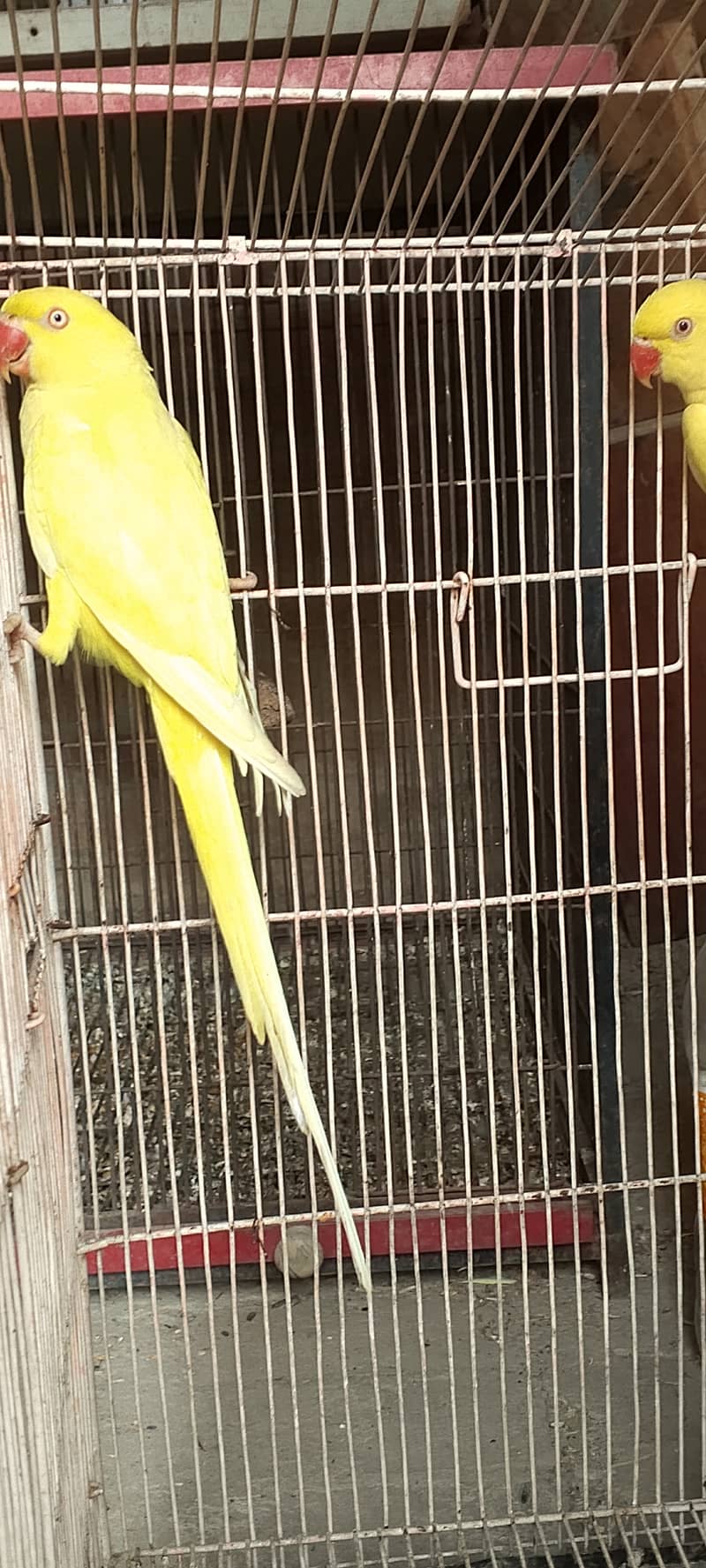 Yellow breeder females for sale 6