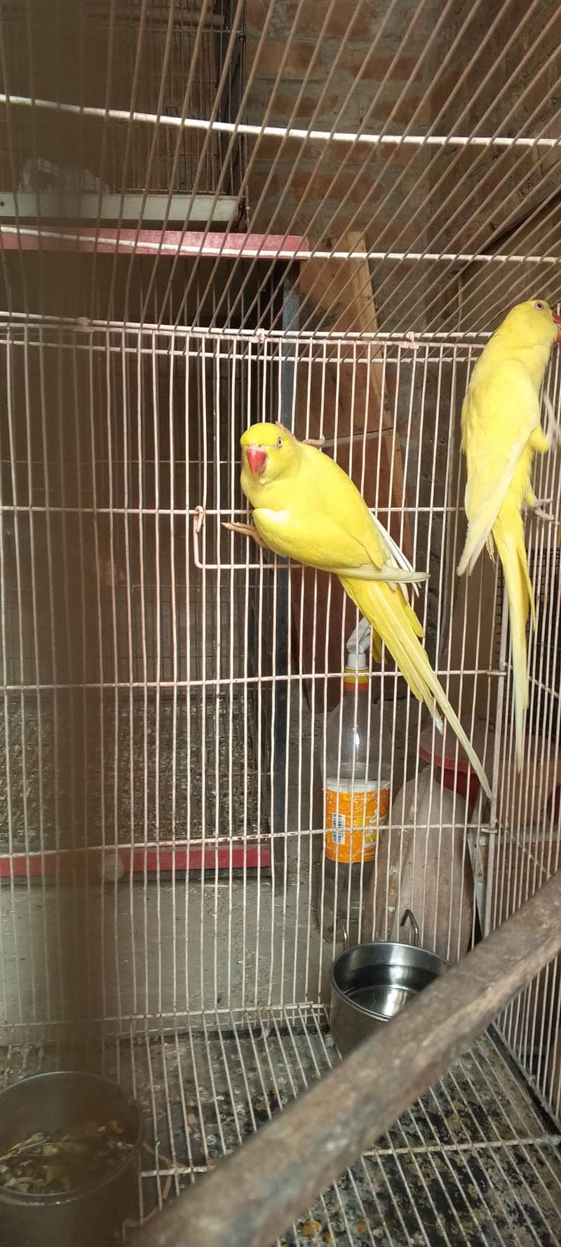 Yellow breeder females for sale 8