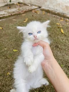 Persian Triple coated Kitten cat blue eyes