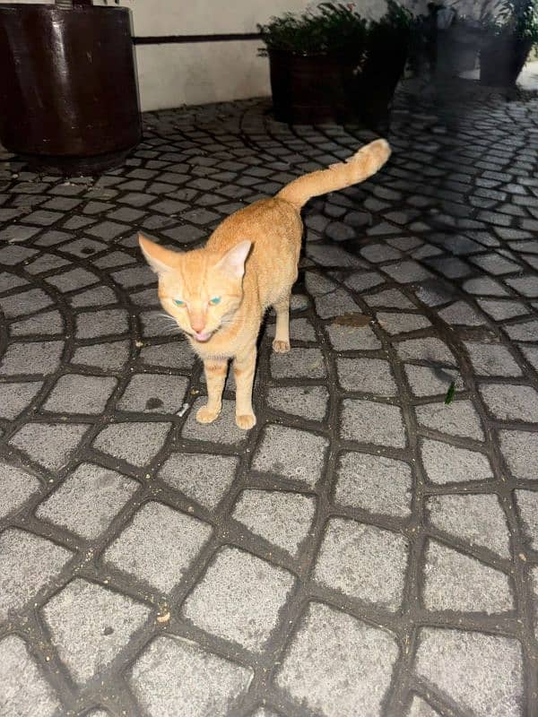 Cute Ginger cat 3