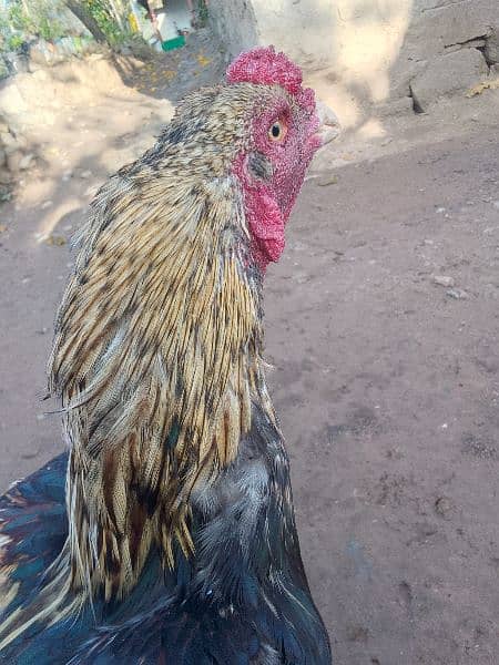 Aseel breeder for sale 4