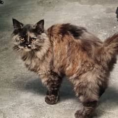 9 month persian cats pair