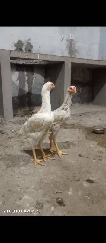 Shamo patha pathi pair age 3 month for sale 1