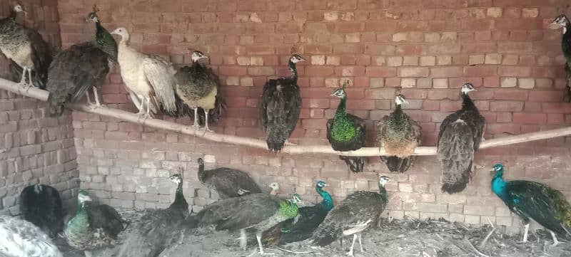 peacock moor /Peacock Chicks /  موروں کے بچے  / 327 0341422 2