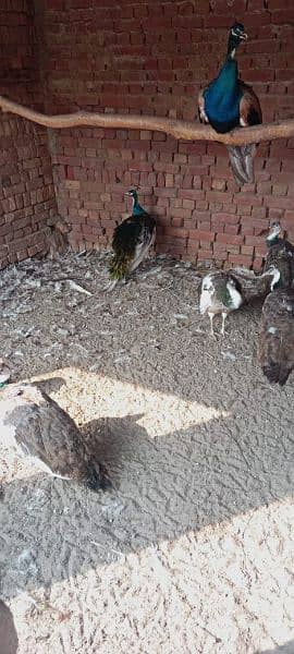 peacock moor /Peacock Chicks /  موروں کے بچے  / 327 0341422 4