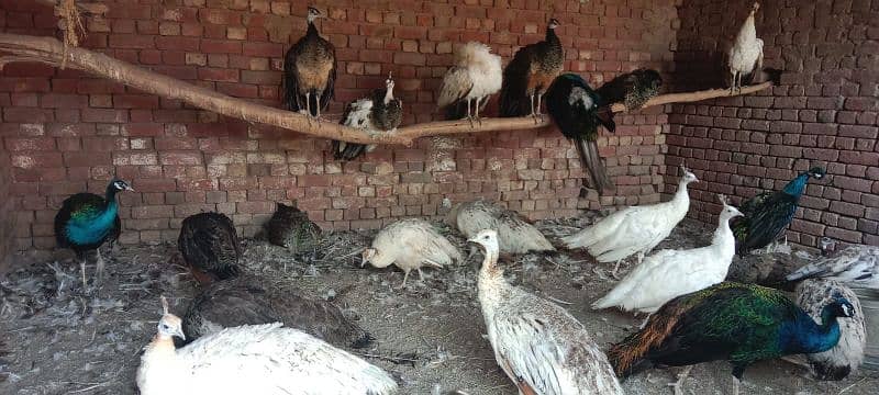 peacock moor /Peacock Chicks /  موروں کے بچے  / 327 0341422 5