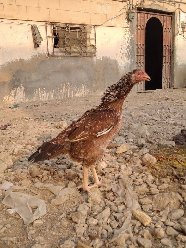 Mianwali aseel young and active, healthy hen 0