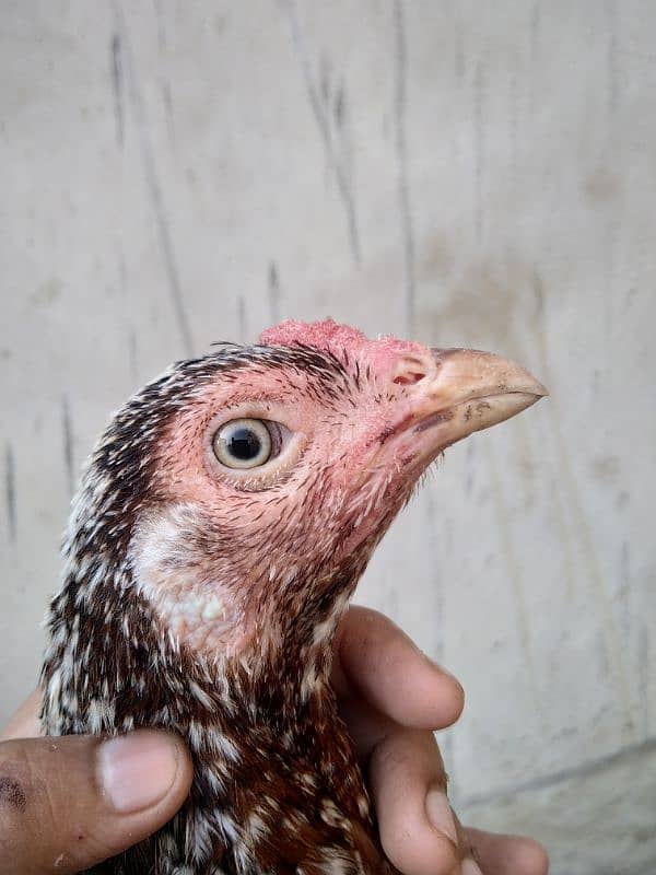 Mianwali aseel young and active, healthy hen 2