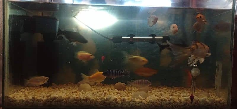 ONLY FISH FOR SALE 3