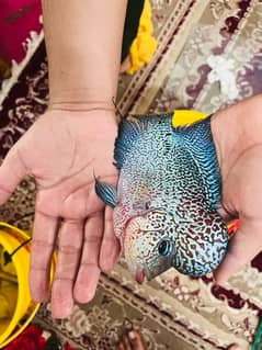 texas flowerhorn fish for sell