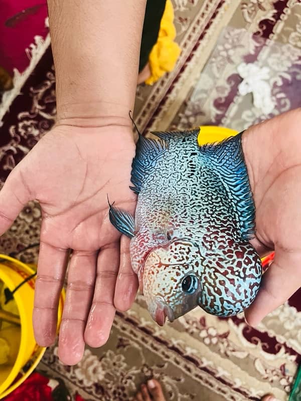 texas flowerhorn fish for sell 0