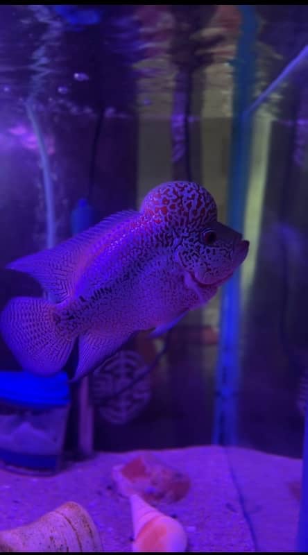 texas flowerhorn fish for sell 1