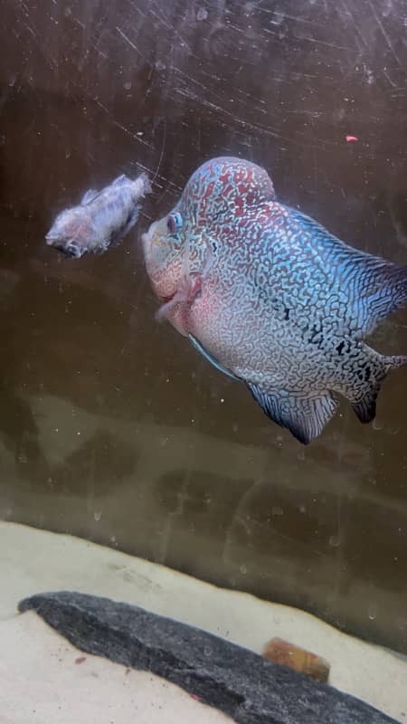 texas flowerhorn fish for sell 2