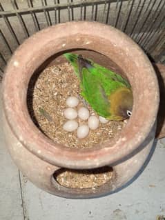 breeder pair for sale with eggs