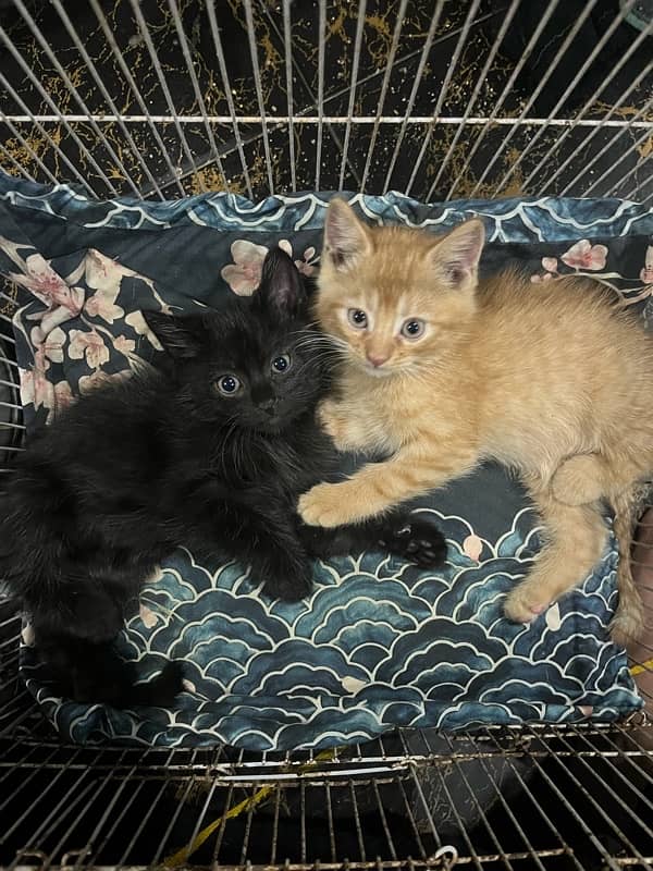 2 persian cats…. only wattsap 03230294241 3