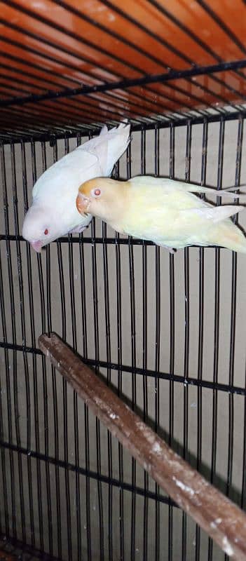 Cremino x Albino red eye Available for sell 0