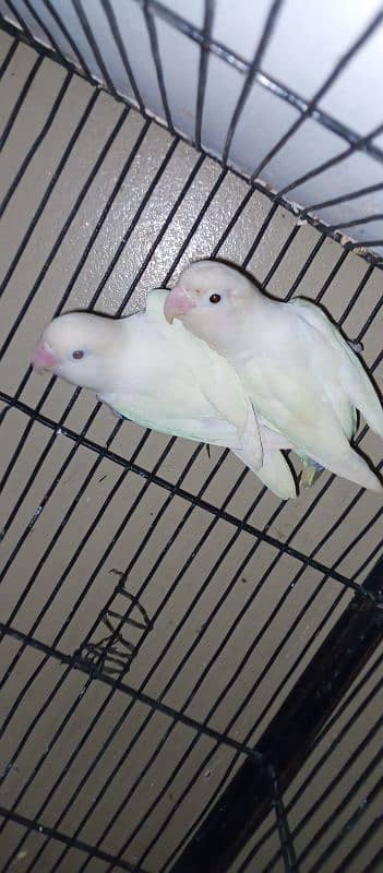 Cremino x Albino red eye Available for sell 4