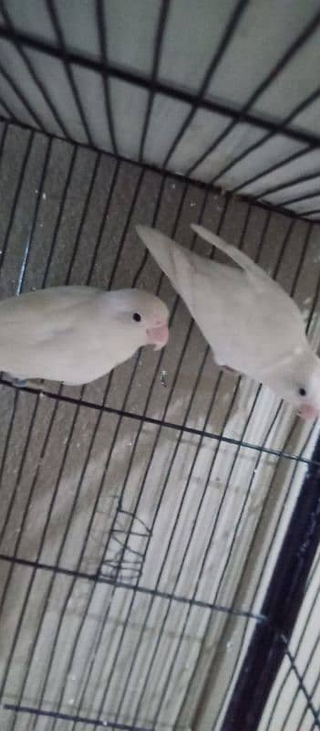 Cremino x Albino red eye Available for sell 5