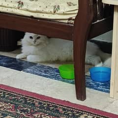 Persian cat