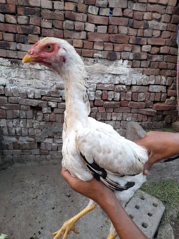 shamo pathi for sale reasonable price ready for breed 03154199471 1