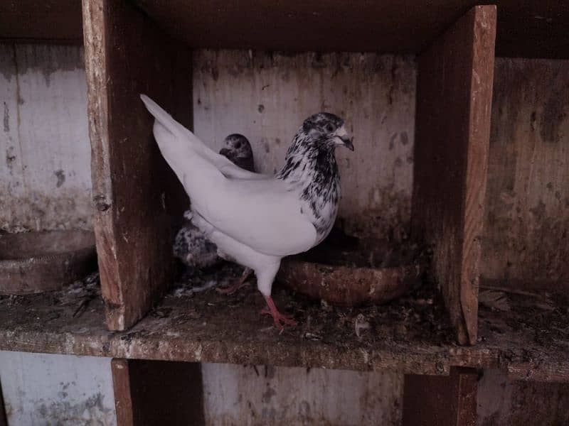 Kabli Pigeon kasuri Rampuri sialkoti neelduma kalduma dub wale kabutar 2