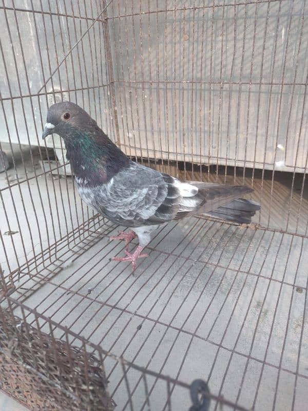 Kabli Pigeon kasuri Rampuri sialkoti neelduma kalduma dub wale kabutar 3