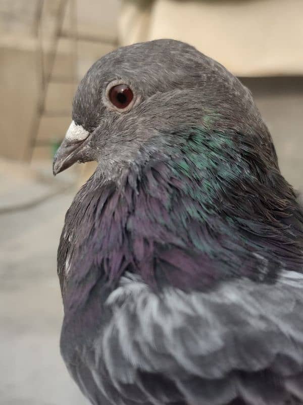 Kabli Pigeon kasuri Rampuri sialkoti neelduma kalduma dub wale kabutar 4