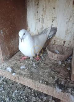 Kabli Pigeon kasuri Rampuri neelduma kalduma dub wale kabutar