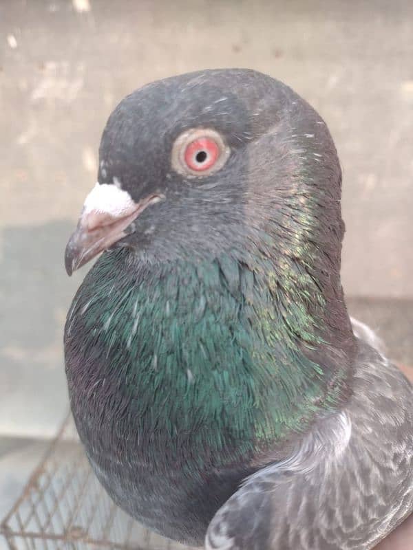 Kabli Pigeon kasuri Rampuri sialkoti neelduma kalduma dub wale kabutar 6