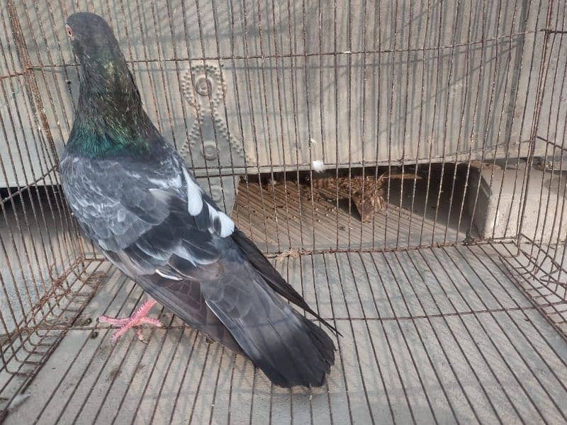 Kabli Pigeon kasuri Rampuri sialkoti neelduma kalduma dub wale kabutar 7