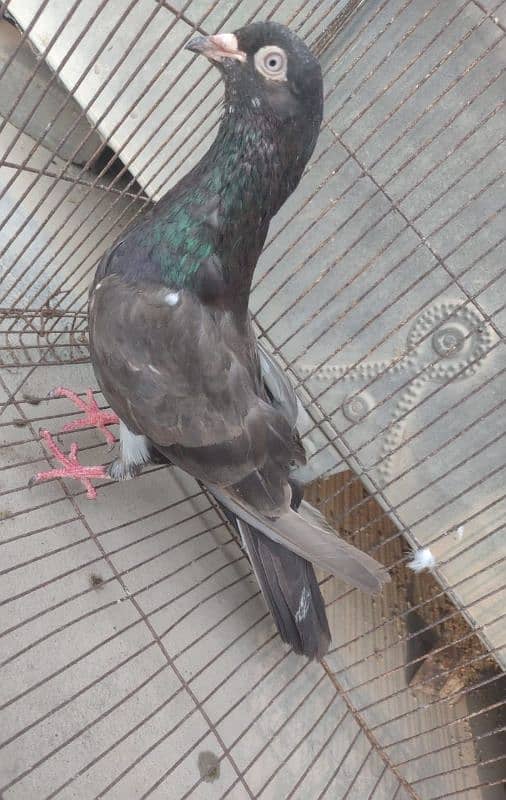 Kabli Pigeon kasuri Rampuri sialkoti neelduma kalduma dub wale kabutar 8