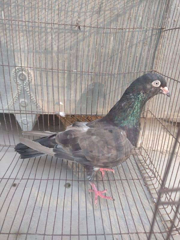 Kabli Pigeon kasuri Rampuri sialkoti neelduma kalduma dub wale kabutar 9