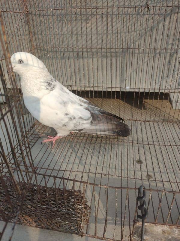 Kabli Pigeon kasuri Rampuri sialkoti neelduma kalduma dub wale kabutar 11