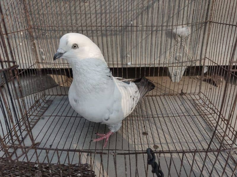 Kabli Pigeon kasuri Rampuri sialkoti neelduma kalduma dub wale kabutar 12