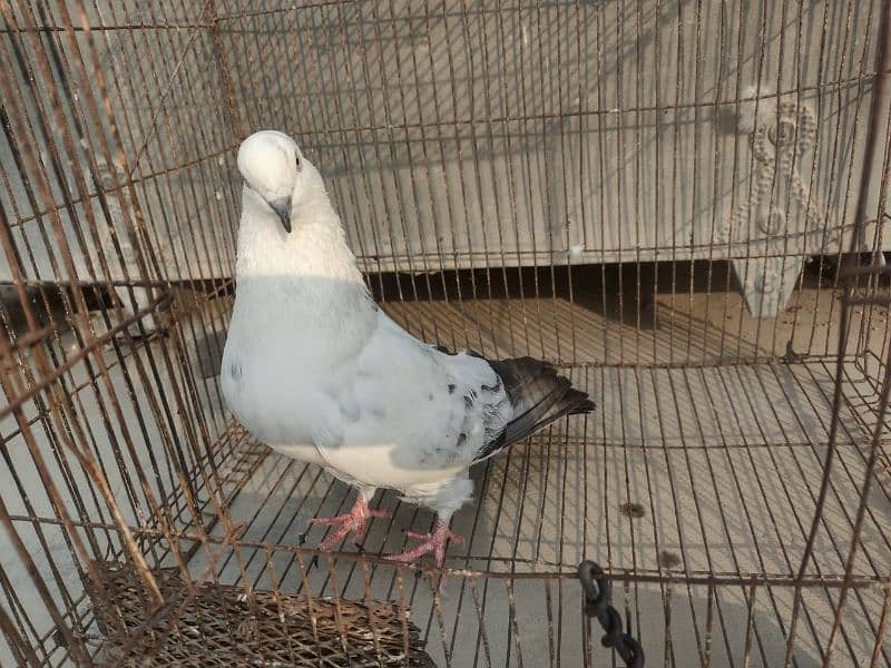 Kabli Pigeon kasuri Rampuri sialkoti neelduma kalduma dub wale kabutar 13