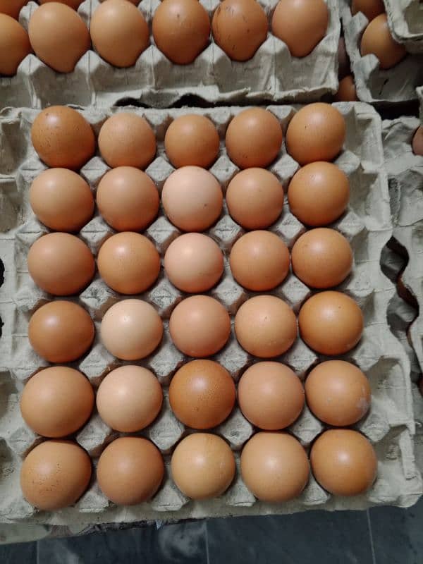 lohman brown eggs for sale 2