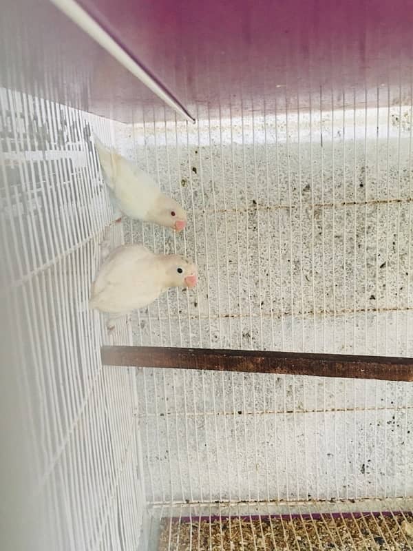 Albino red eyes | split | pestel blue ino 1