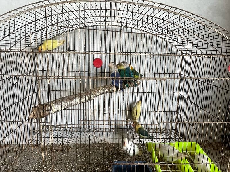 Lovebirds for sale 2